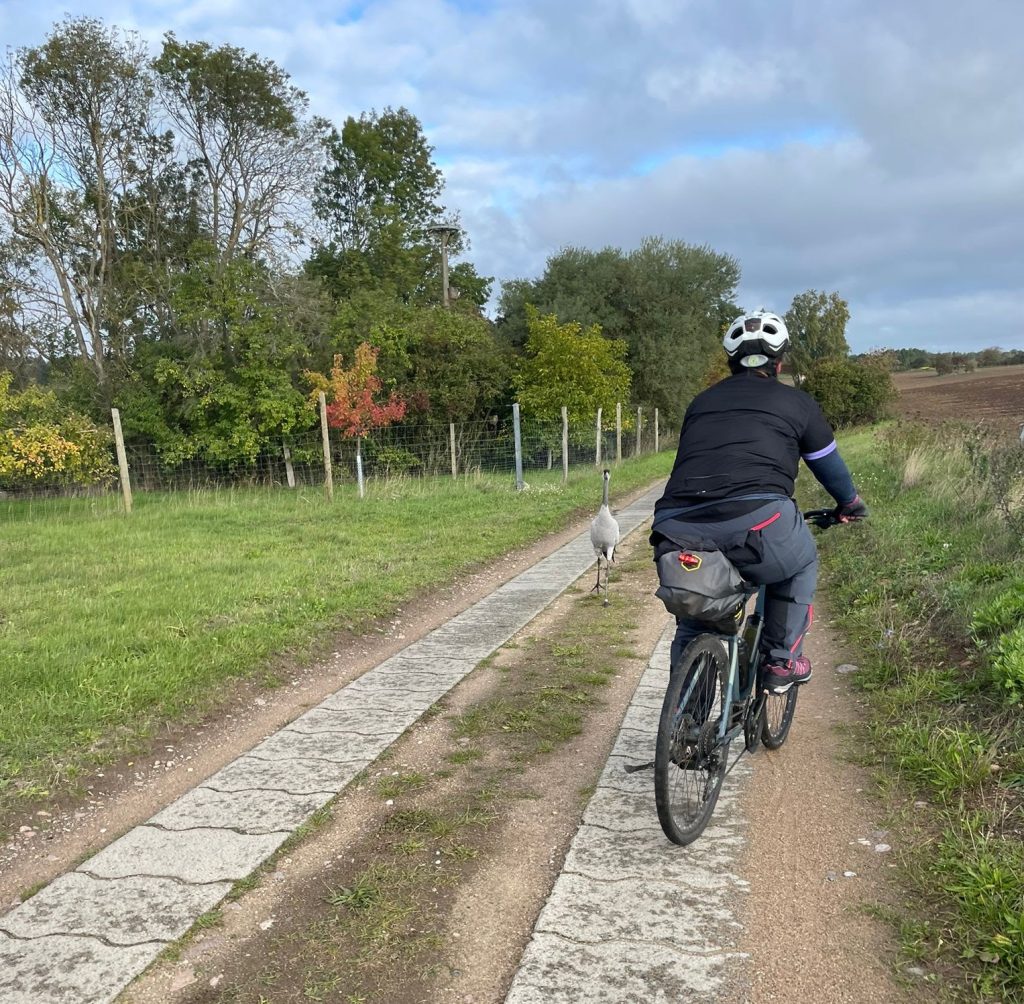 Radfahrerin weicht Kranich auf Berlin Usedoma Radweg aus