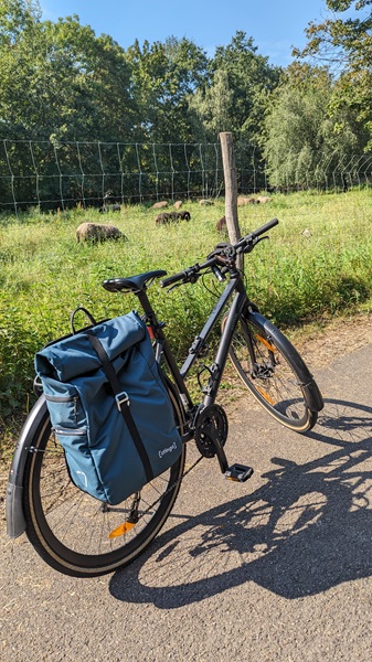 Fahrrad vor Schafweide