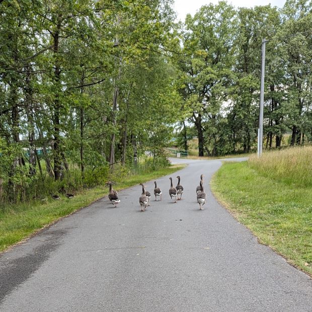 Enten blockieren den Weg