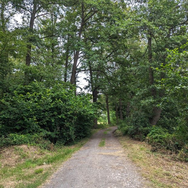 Radweg durch den Wald