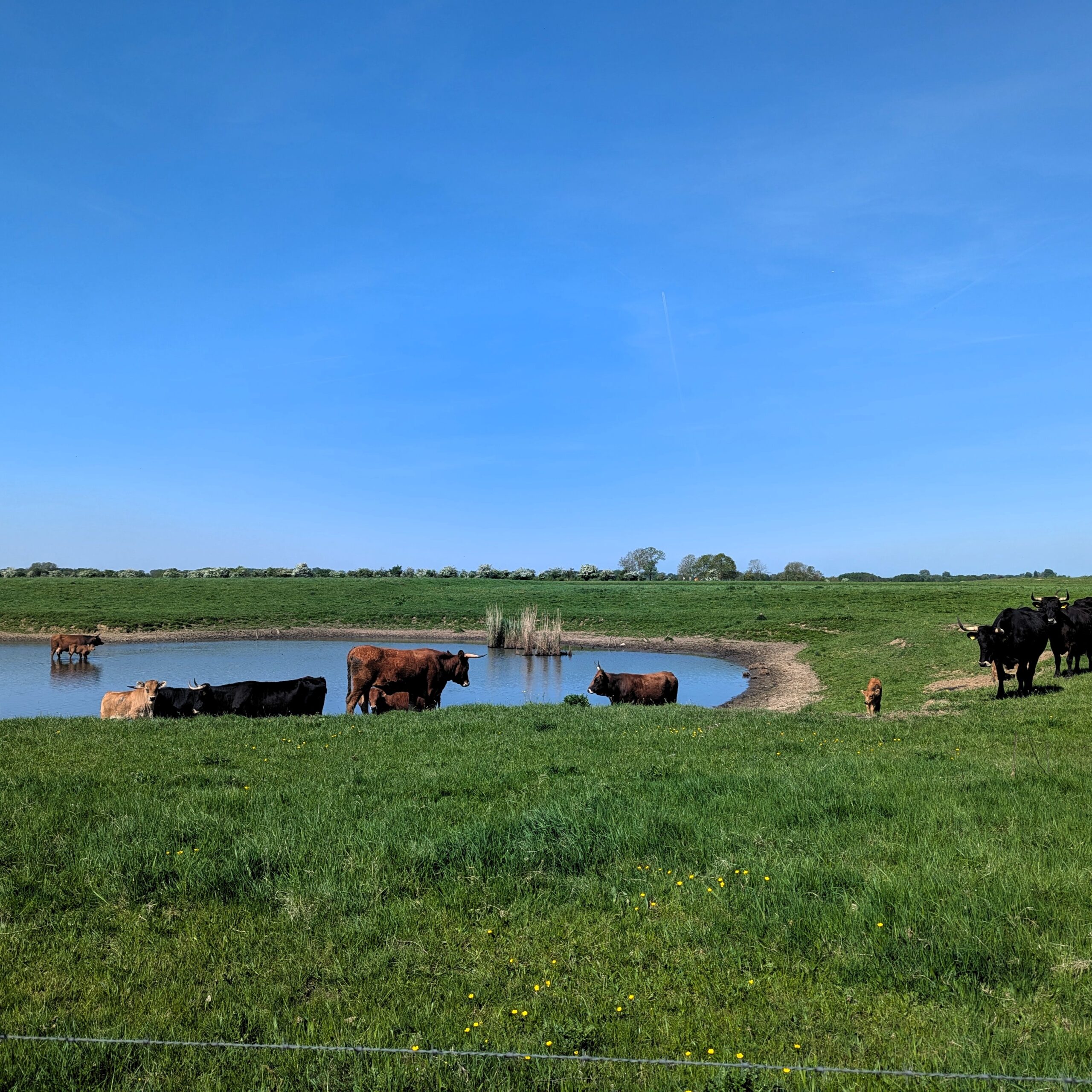 Kühe auf Maas- Radweg beim baden