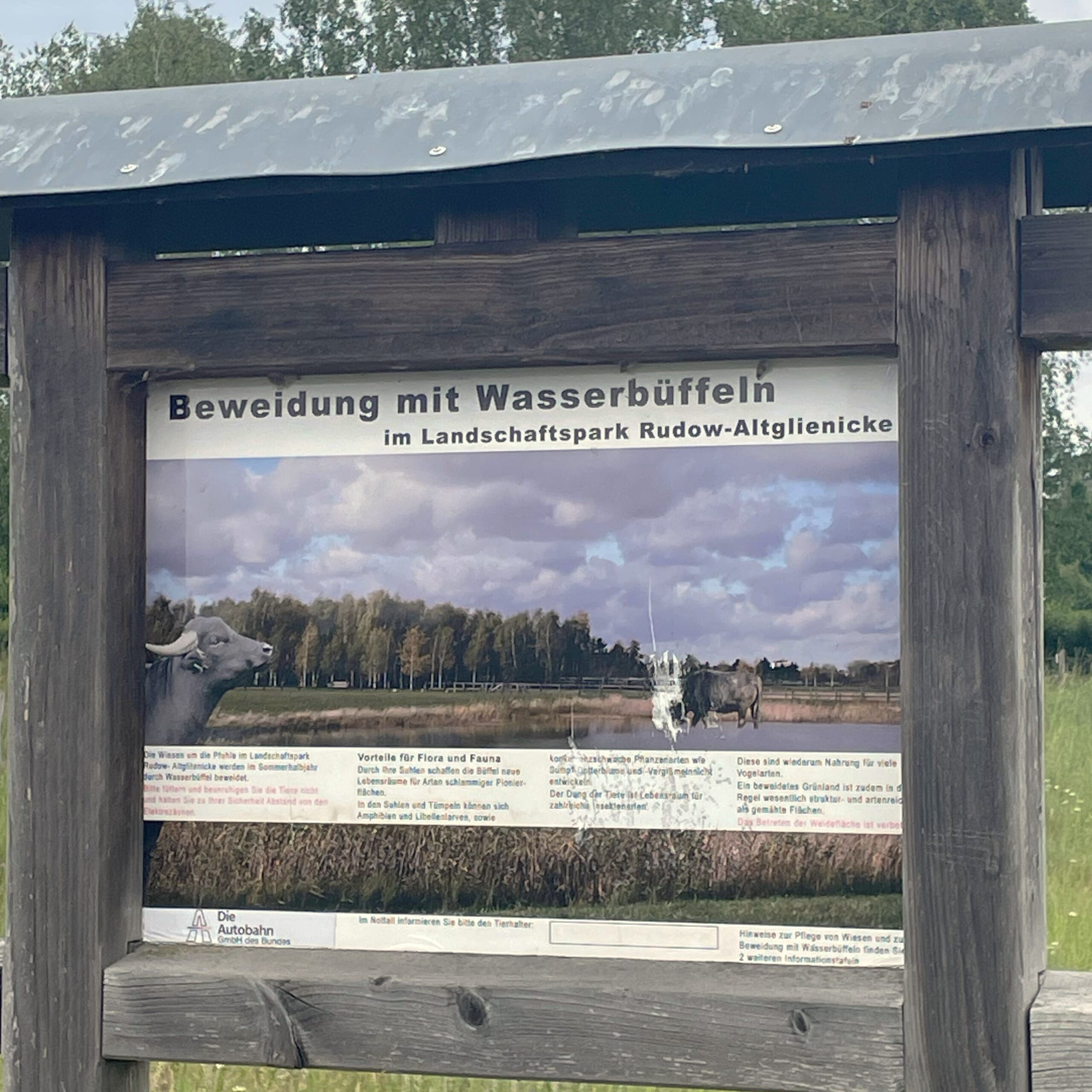 Mauerweg Radtour Infotafel über Wasserbüffel
