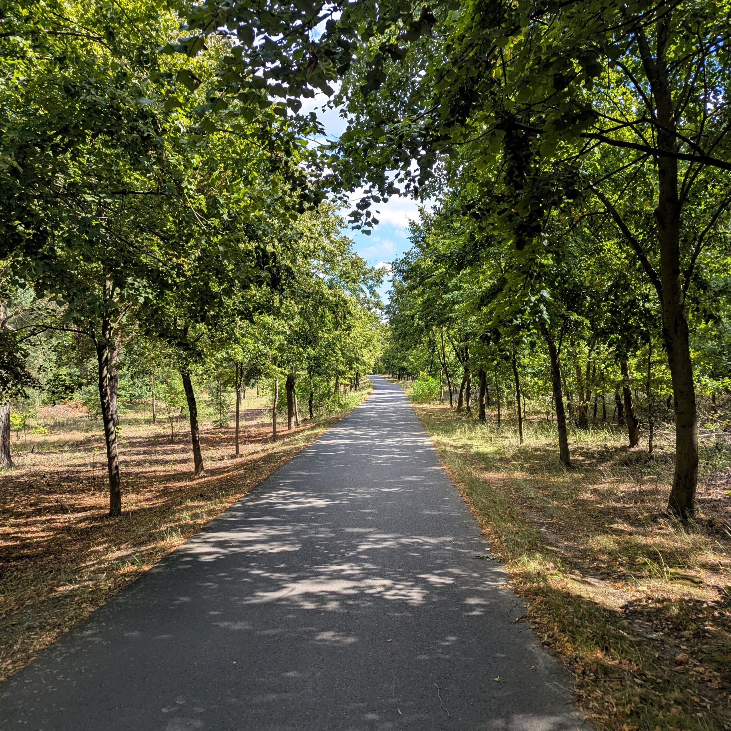 Radweg Asphalt im Wald bei Frohnau