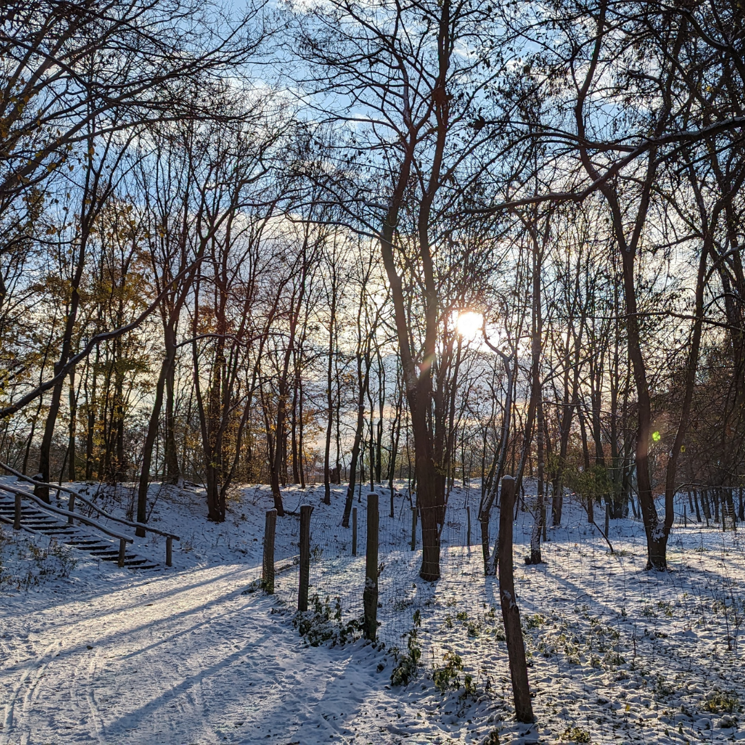 Sonniger eiskalter Morgen im Park mit schneebedeckter Natur in Berlin