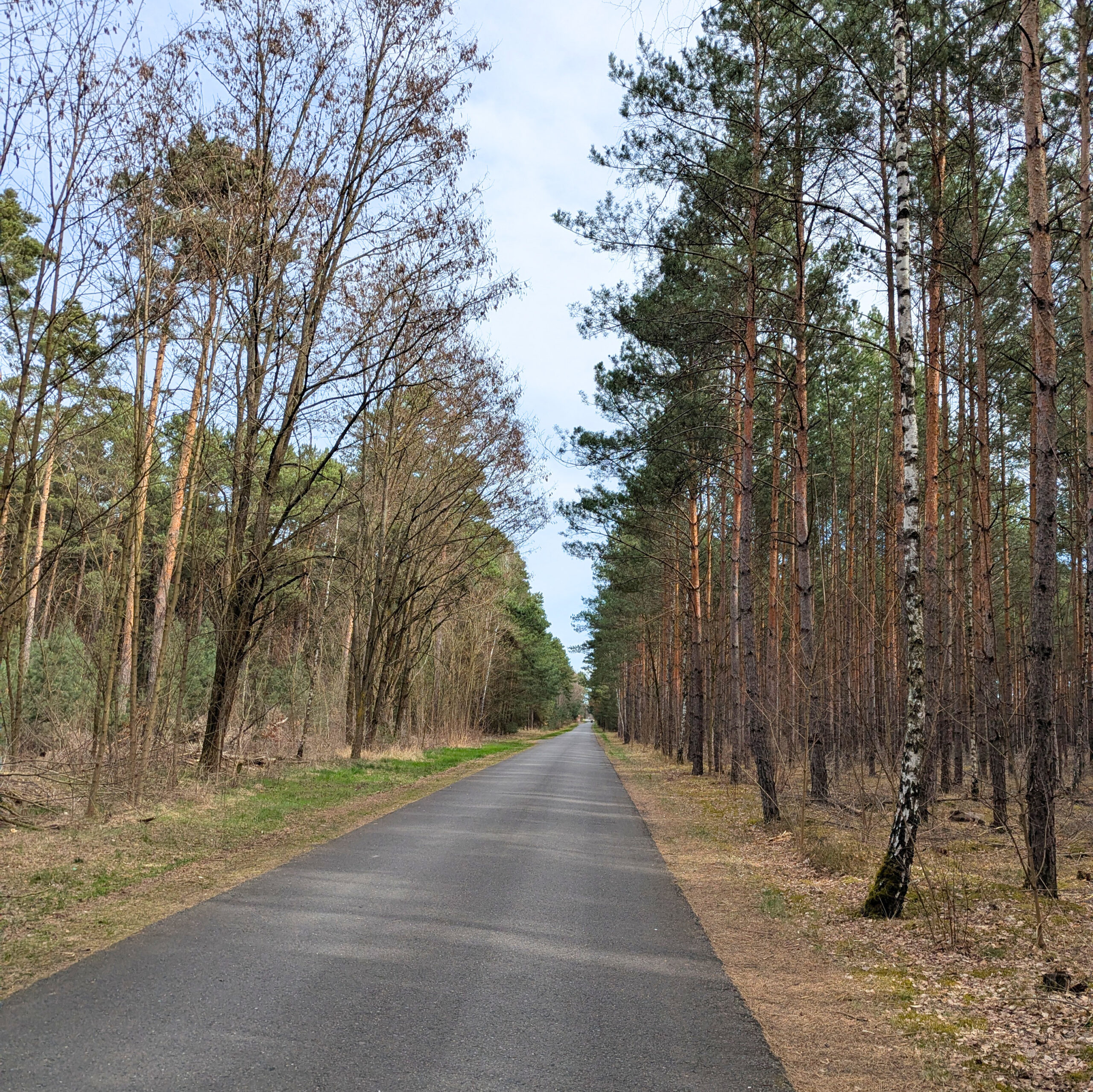 Asphaltweg durch Wald auf dem Gurkenradweg