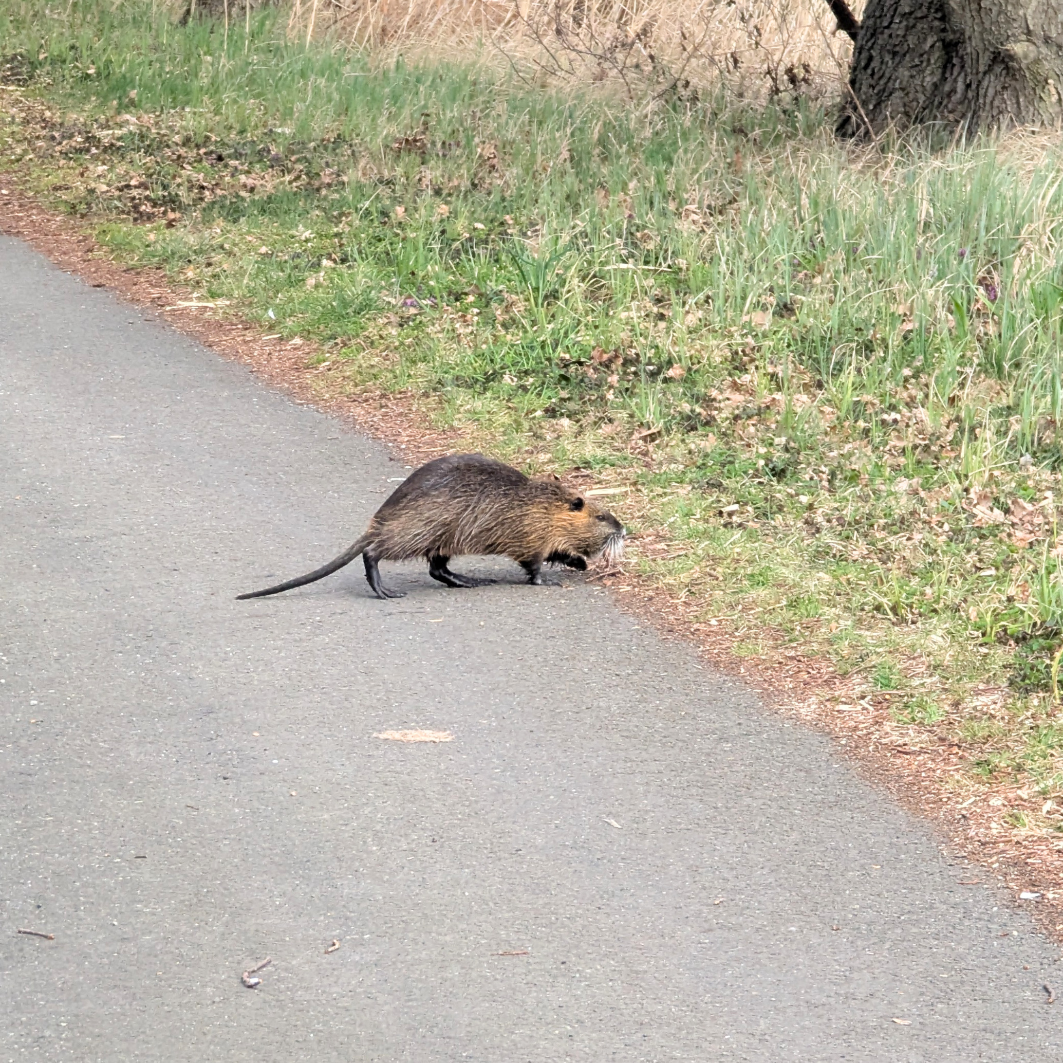 Nutria auf dem Gurkenradweg
