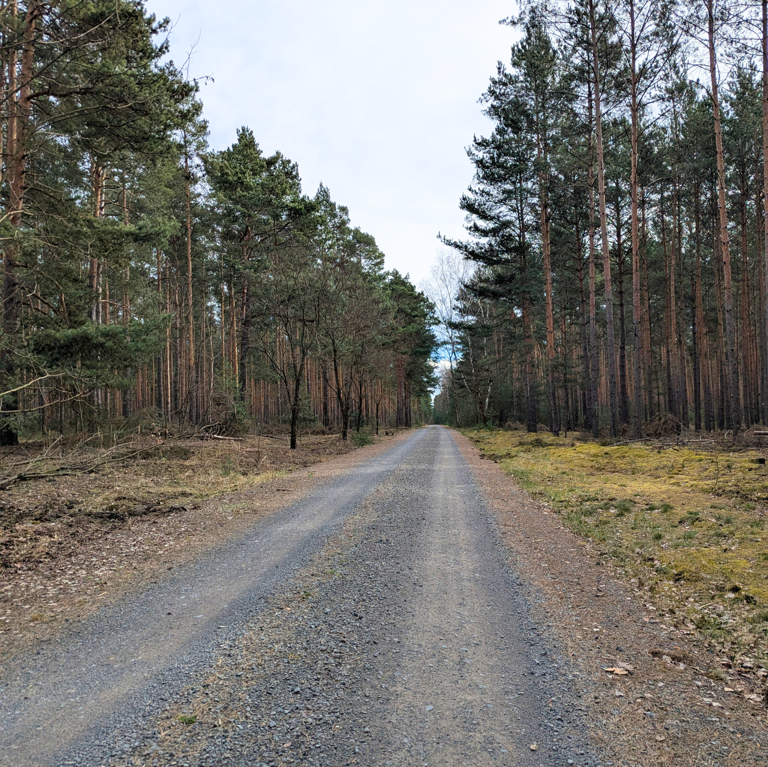 Schotterpisten im Wald auf dem Gurkenradweg