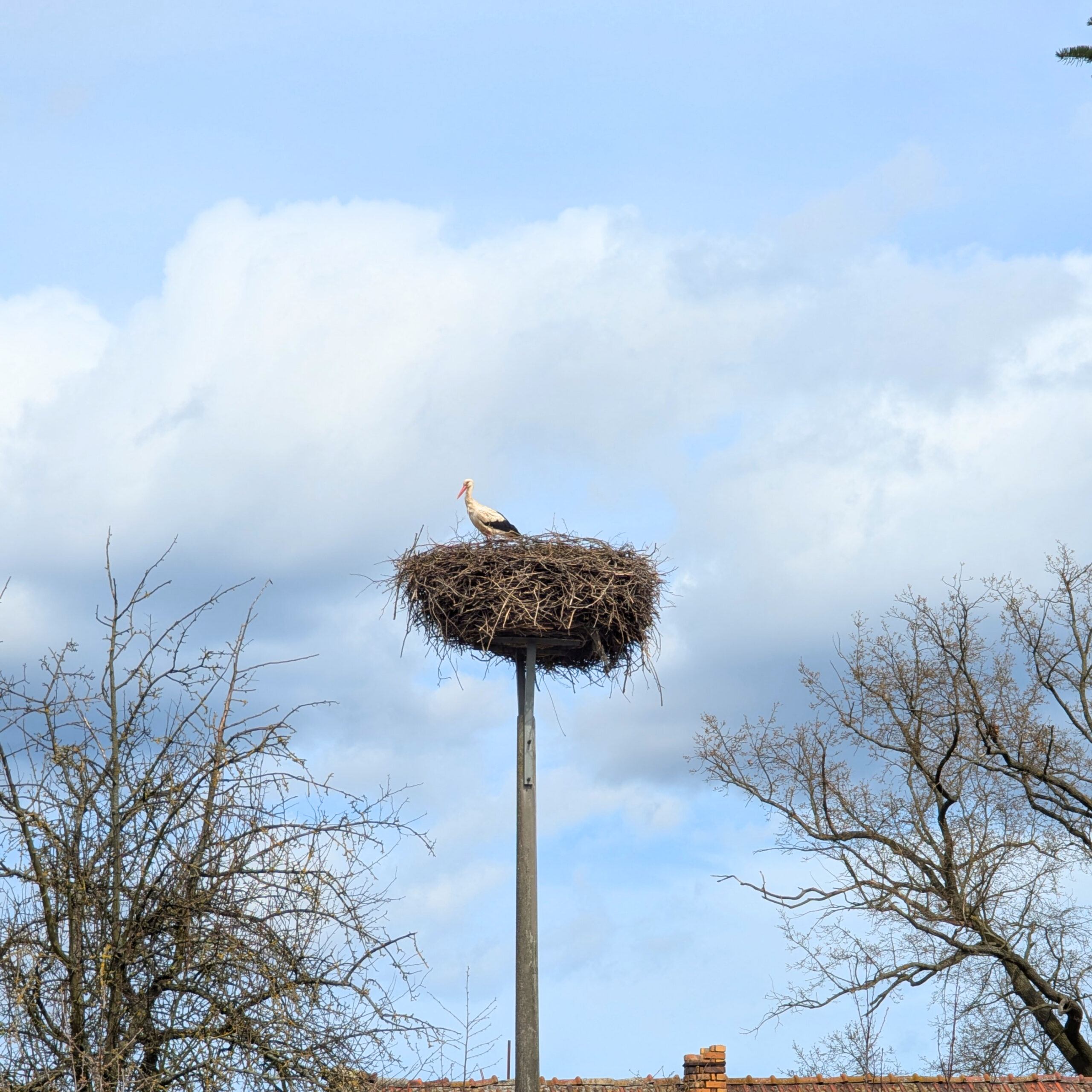 Storchennest im Spreewald