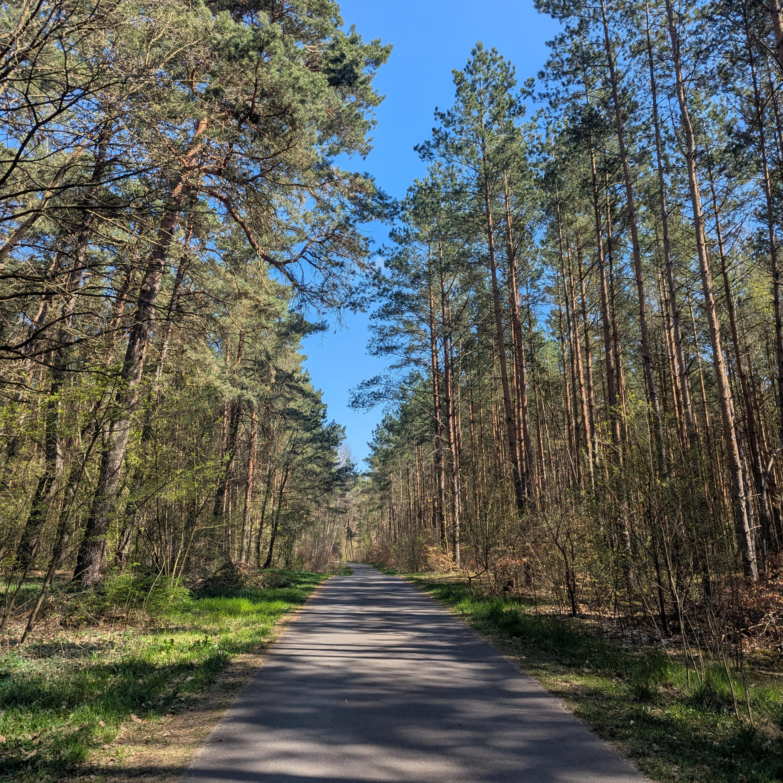 Overnighter Berlin Angermünde. Asphaltierter Waldweg Biesenthal
