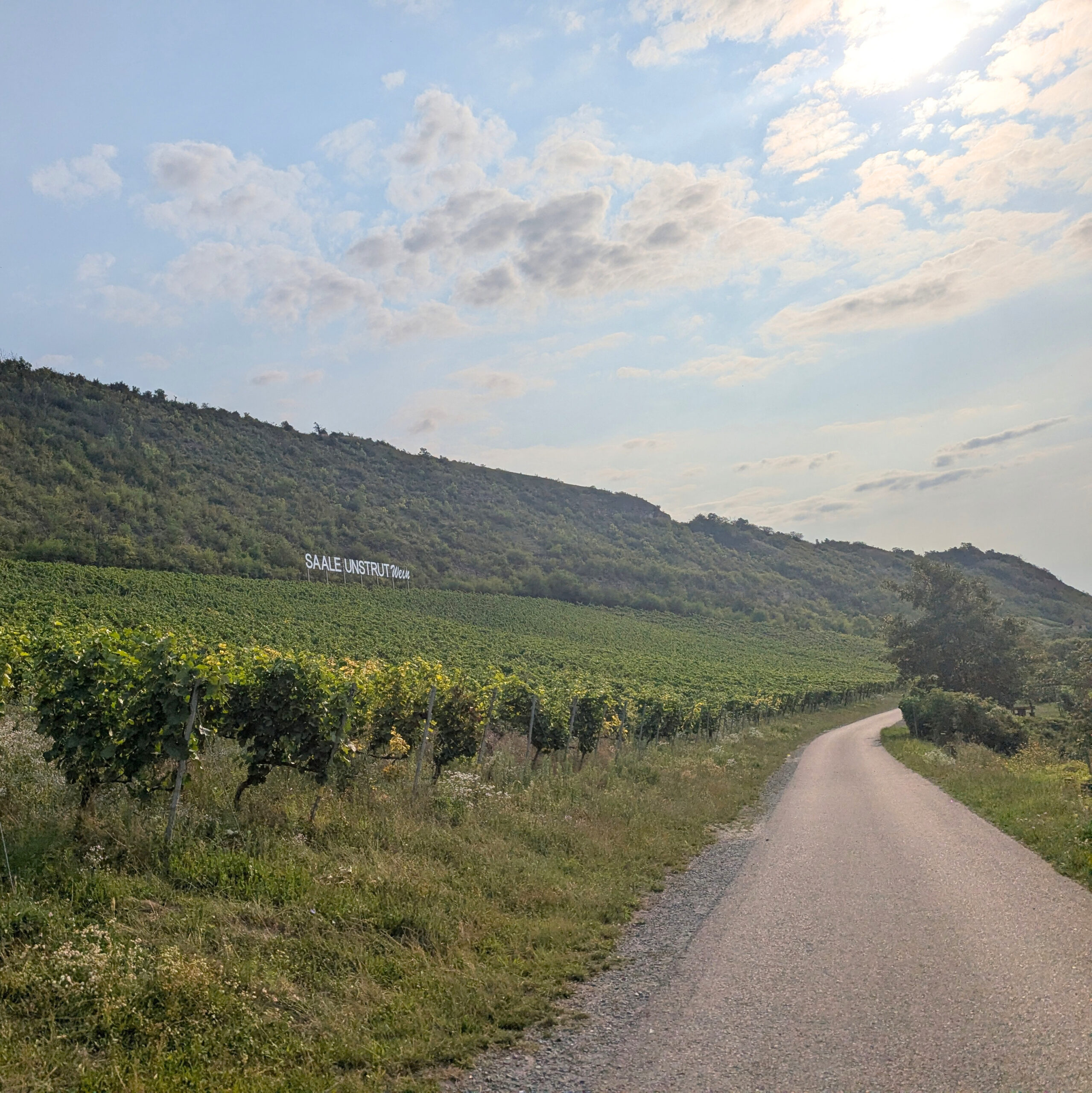 Weingebiet Saale- Unstrut mit Radweg rechts neben Weinberg